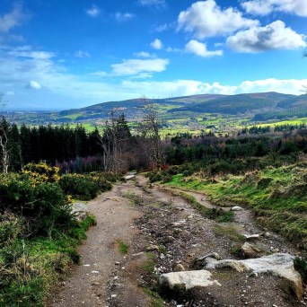 a path with trees on the side of a mountain